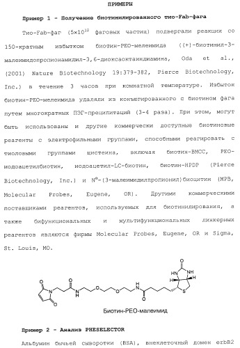 Антитела, сконструированные на основе цистеинов, и их конъюгаты (патент 2412947)