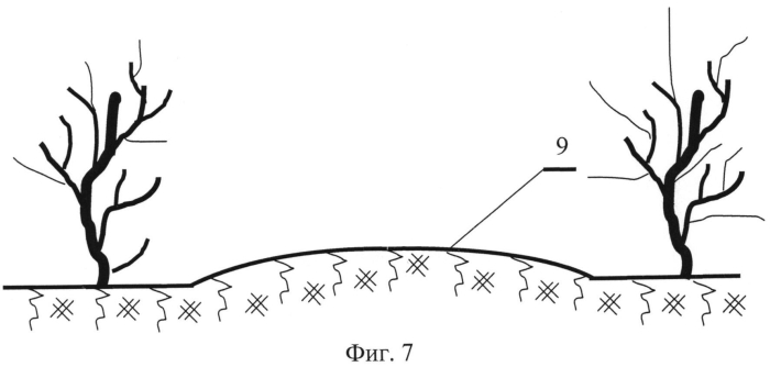 Способ обработки почвы в междурядьях сада (патент 2562842)