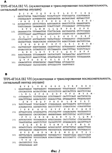 Антитела против ингибитора метаболического пути тканевого фактора (патент 2562114)