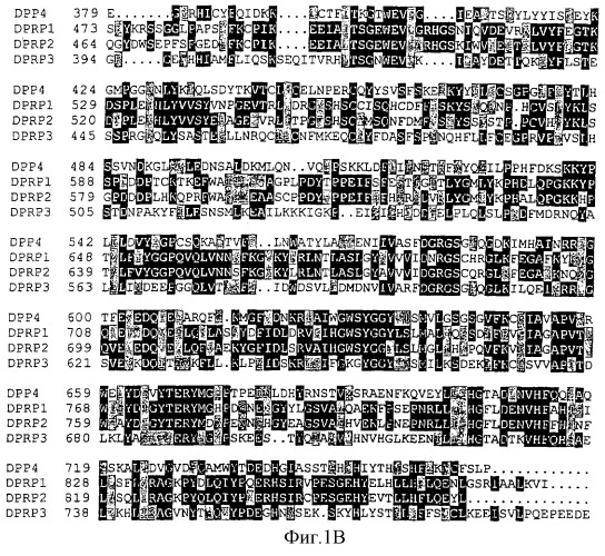 Ген новой сериновой протеазы, родственной dppiv (патент 2305133)