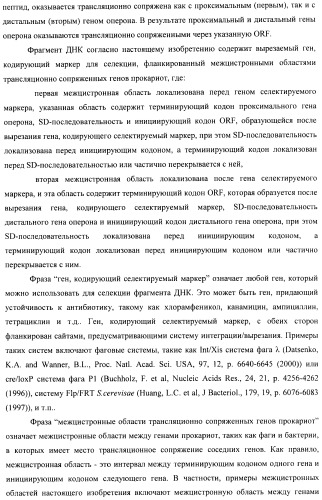 Способ конструирования оперонов, содержащих трансляционно сопряженные гены (патент 2411292)