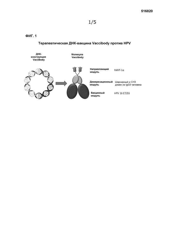 Вакцины против hpv (патент 2644201)