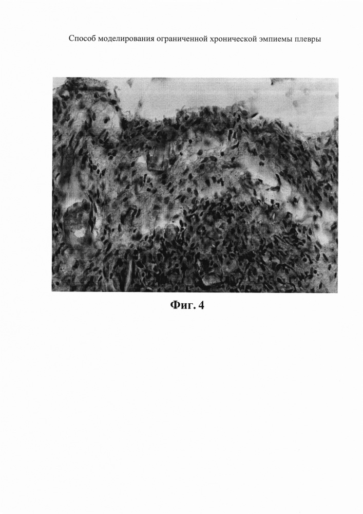 Способ моделирования ограниченной хронической эмпиемы плевры (патент 2636177)