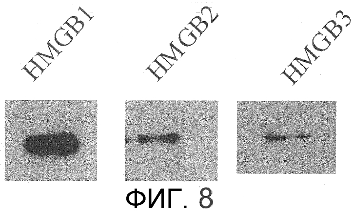 Способ сбора функциональных клеток in vivo с высокой эффективностью (патент 2571230)