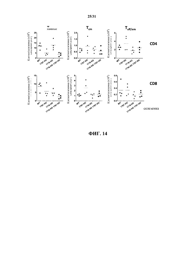 Генетически модифицированные в отношении т-клеточного рецептора мыши (патент 2661106)