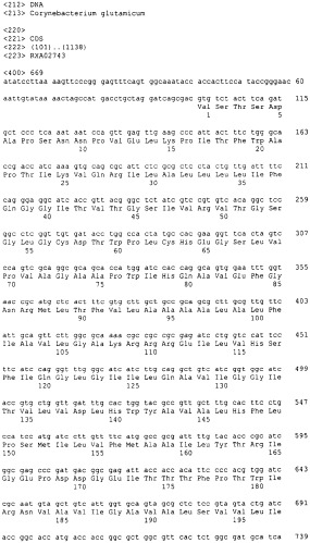Гены corynebacterium glutamicum, кодирующие белки, участвующие в метаболизме углерода и продуцировании энергии (патент 2310686)
