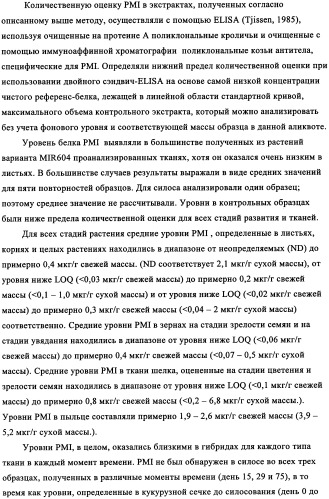 Вариант кукурузы mir604 (патент 2351122)