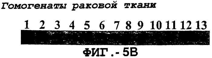 Антитело, обладающее селективностью по отношению к рецептору лиганда, индуцирующему апоптоз, ассоциированный с фактором некроза опухоли, и его использование (патент 2298013)