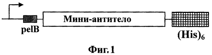 Способ разделения лактоферринов человека и козы с помощью дифференциальной иммуноаффинной хроматографии с использованием однодоменных мини-антител (патент 2553515)