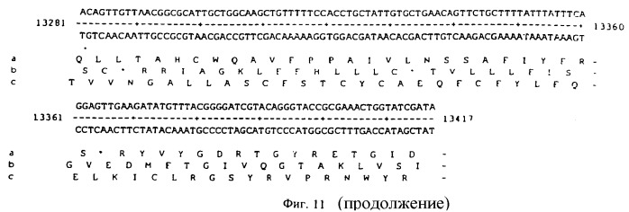 Vgc2 днк salmonella typhimurium, мутантная бактерия, обладающая пониженной способностью к адаптации к условиям окружающей среды, и способ ее получения (патент 2370541)