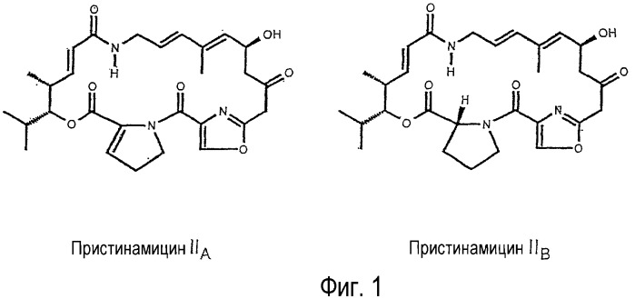 Новые варианты полипептида papm бактерий рода streptomyces (патент 2351608)