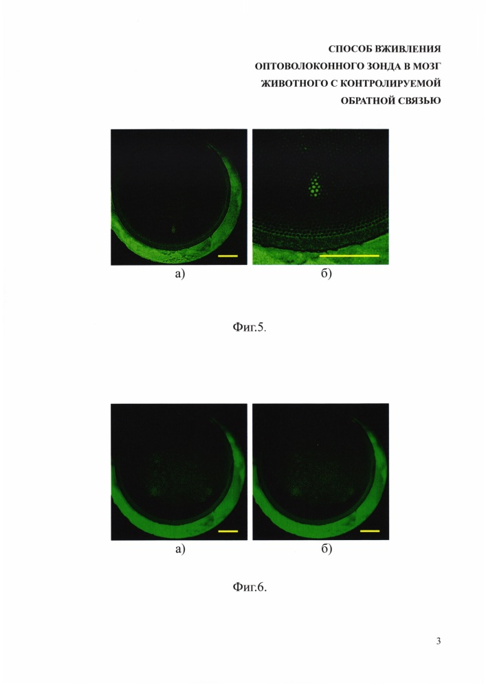 Способ вживления оптоволоконного зонда в мозг животного с контролируемой обратной связью (патент 2653815)