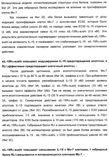 Соединение, предназначенное для стимуляции пути передачи сигнала через il-15rбета/гамма, с целью индуцировать и/или стимулировать активацию и/или пролиферацию il-15rбета/гамма-положительных клеток, таких как nk-и/или t-клетки, нуклеиновая кислота, кодирующая соединение, вектор экспрессии, клетка-хозяин, адъювант для иммунотерапевтической композиции, фармацевтическая композиция и лекарственное средство для лечения состояния или заболевания, при котором желательно повышение активности il-15, способ in vitro индукции и/или стимуляции пролиферации и/или активации il-15rбета/гамма-положительных клеток и способ получения in vitro активированных nk-и/или t-клеток (патент 2454463)