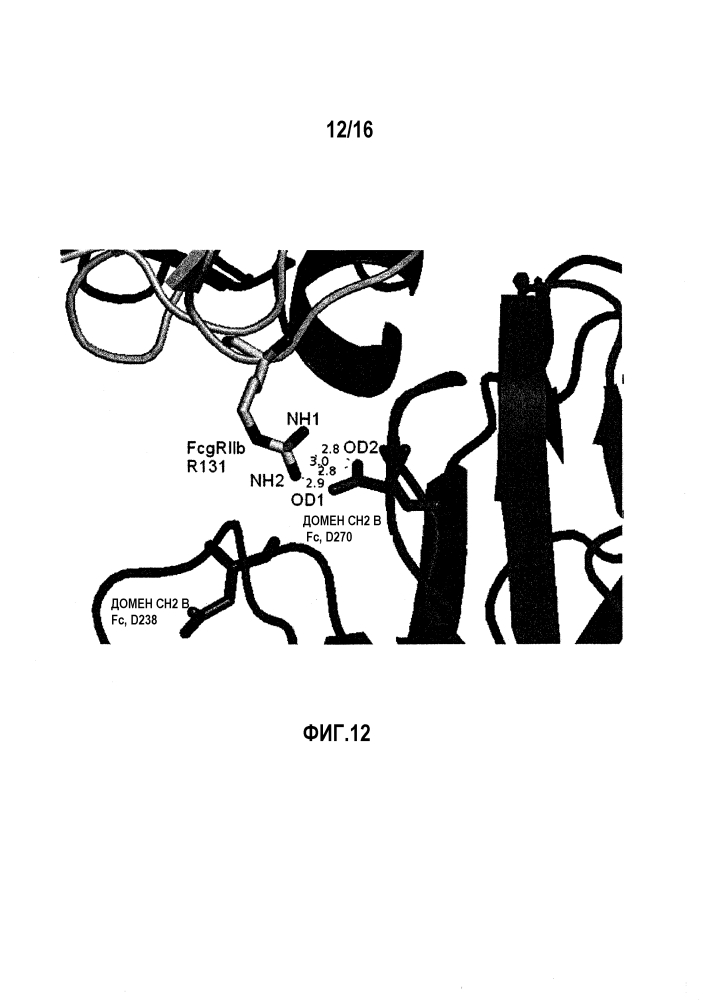 Fcγriib-специфичное fc-антитело (патент 2608504)