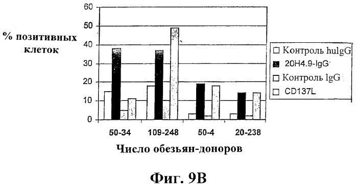 Человеческие антитела против человеческого 4-1вв (cd137) (патент 2376316)