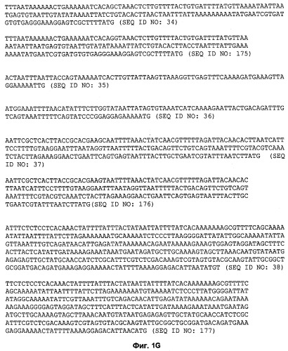 Промоторы lactococcus и их применение: (патент 2495129)