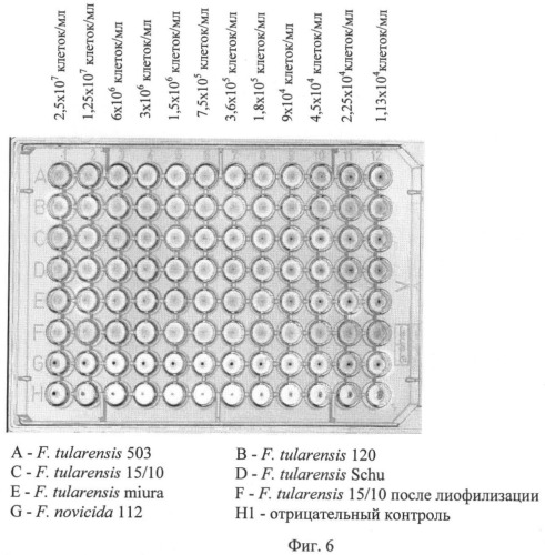 Штамм гибридных культивируемых клеток животных mus musculus 11d6-продуцент моноклональных антител, специфичных к липополисахаридам francisella tularensis (патент 2451078)