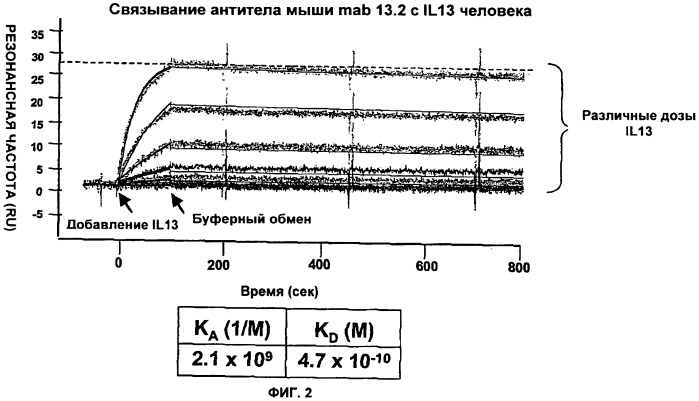 Антитела против интерлейкина-13 человека и их применение (патент 2427589)