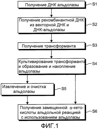 Новая альдолаза и способ получения замещенных  -кетокислот (патент 2307871)