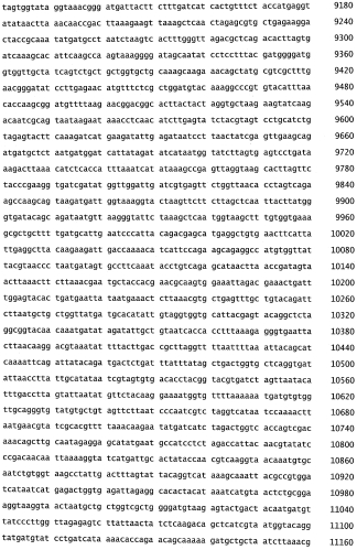 Бактериофаг, обладающий активностью против pseudomonas aeruginosa, белки бактериофага и способы их применения (патент 2580248)