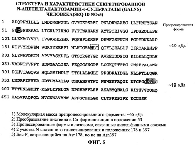 Изготовление активных высокофосфорилированных лизосомальных ферментов сульфатаз человека и их применение (патент 2510820)