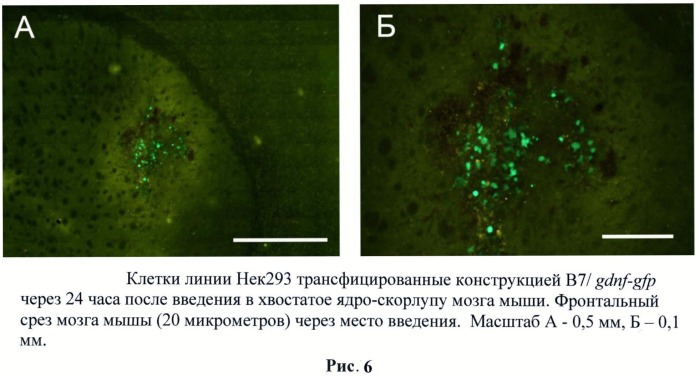 Генетическая конструкция, содержащая hgdnf под контролем температурочувствительного промотора для регулируемой экспрессии нейротрофического фактора как в клетках, так и непосредственно в организме млекопитающих (патент 2527169)
