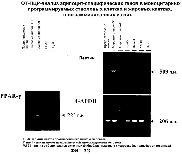 Дедифференцированные программируемые стволовые клетки моноцитарного происхождения и их получение и применение (патент 2333243)