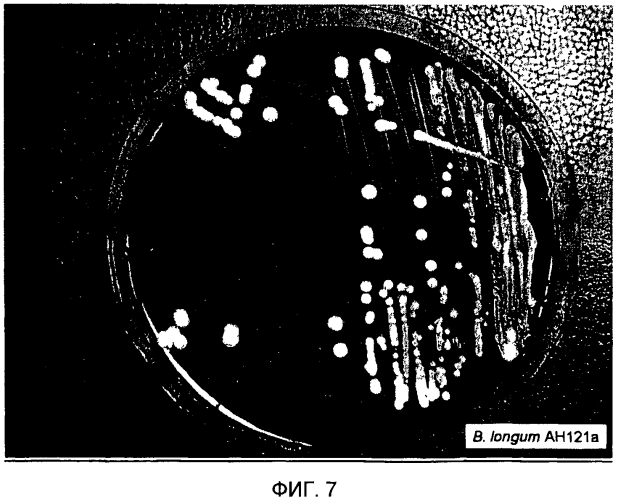 Пробиотическая бифидобактерия bifidobacterium longum (патент 2570557)