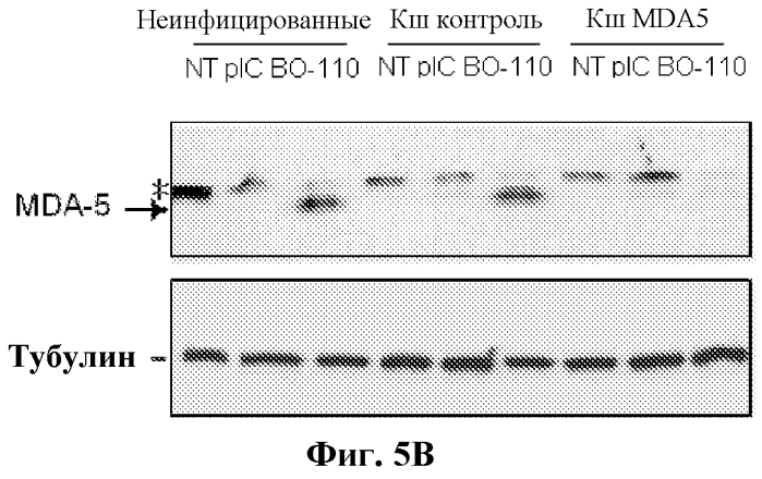 Способ идентификации соединений для лечения рака (патент 2575828)