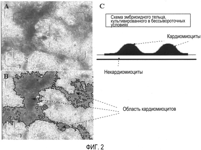 Способ селекции кардиомиоцитов (варианты) (патент 2426784)