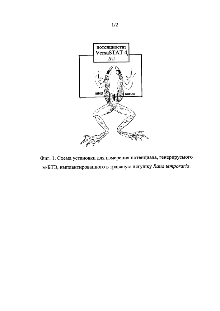 Способ получения электрической энергии с помощью микробного биотопливного элемента, имплантированного в организм живой травяной лягушки rana temporaria (патент 2599421)