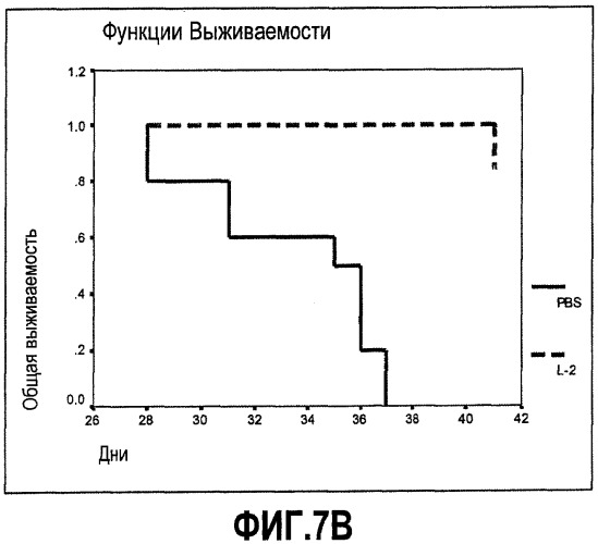 Иммуномодулирующие и противоопухолевые пептиды (патент 2430109)