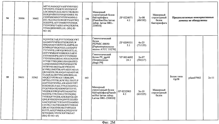 Бактериофаг, обладающий активностью против pseudomonas aeruginosa, белки бактериофага и способы их применения (патент 2580248)