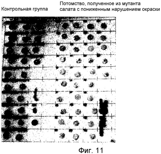 Способ скрининга для отбора растений, обнаруживающих пониженное нарушение окраски поверхности, вызываемое повреждением (патент 2426300)