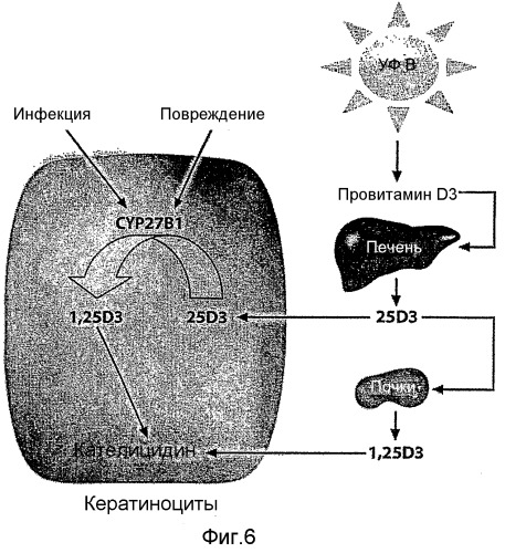 Фармацевтическая композиция, содержащая аналог витамина d и смесь сорастворитель - поверхностно-активное вещество (патент 2500387)