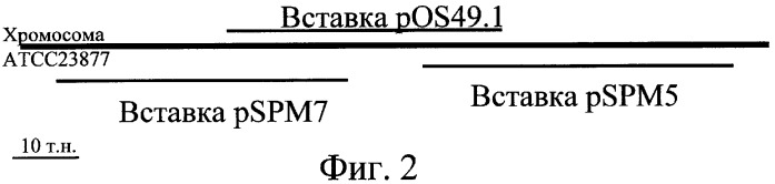 Полинуклеотид, кодирующий ацилтрансферазу, отвечающую за модификацию платенолида в положении 3 (варианты), полипептид, представляющий собой ацилтрансферазу, отвечающую за модификацию платенолида в положении 3 (варианты), бактериальный экспрессионный вектор (варианты), бактериальная экспрессионная система, бактериальная клетка-хозяин, способ продуцирования полипептида, штамм streptomyces ambofaciens, применение полинуклеотида (варианты), клетка бактерии streptomyces ambofaciens, клетка-хозяин streptomyces ambofaciens и способ получения полипептида (патент 2377304)