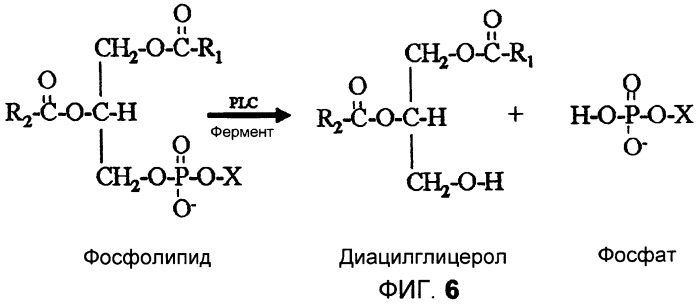 Получение триацилглицеролов из камедей (патент 2456338)