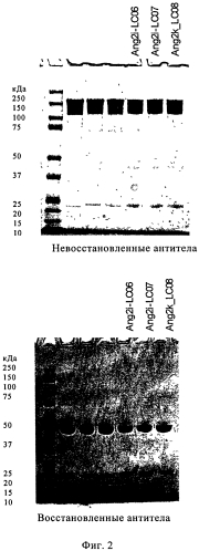 Антитела против ангиопоэтина-2 человека (патент 2569107)