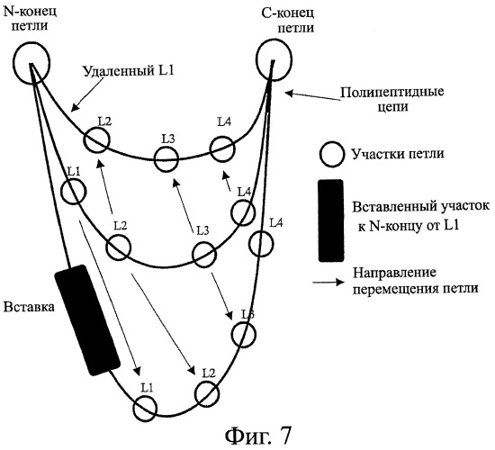 Fc-варианты с измененным связыванием с fcrn (патент 2412200)