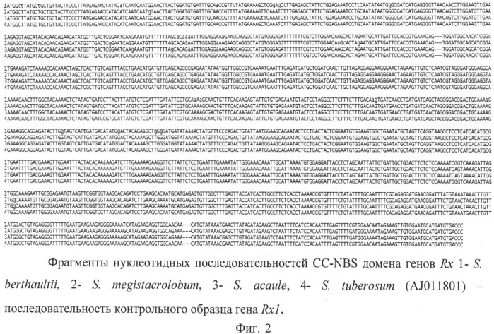 Биологический днк маркер для идентификации гена устойчивости к х вирусу картофеля (патент 2522828)