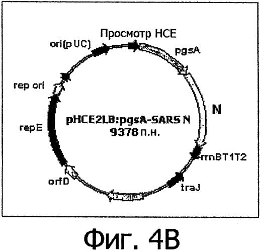 Вектор, обеспечивающий экспрессию антигена вируса sars на поверхности клеток, и микроорганизмы, трансформированные этим вектором (патент 2332457)