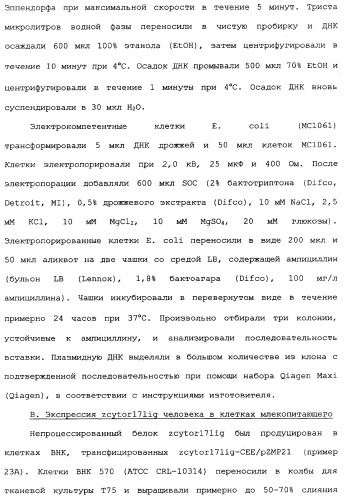 Новый лиганд рецептора цитокина zcytor17 (патент 2360923)