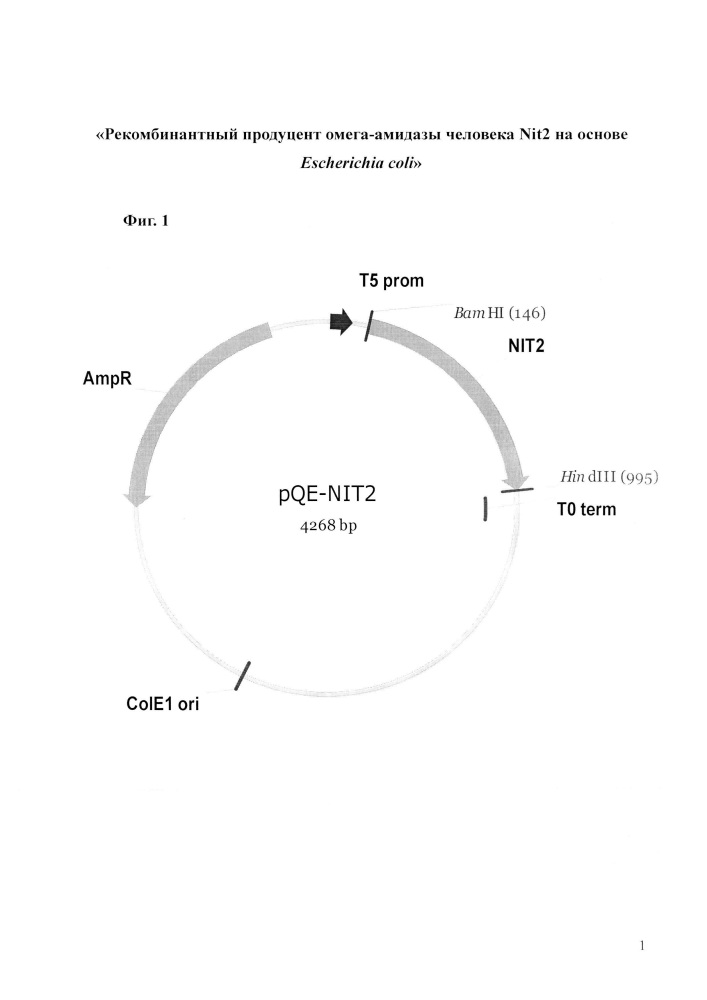 Рекомбинантный продуцент омега-амидазы человека nit2 на основе escherichia coli (патент 2642323)