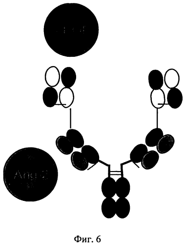 Биспецифические антигенсвязывающие белки (патент 2573914)