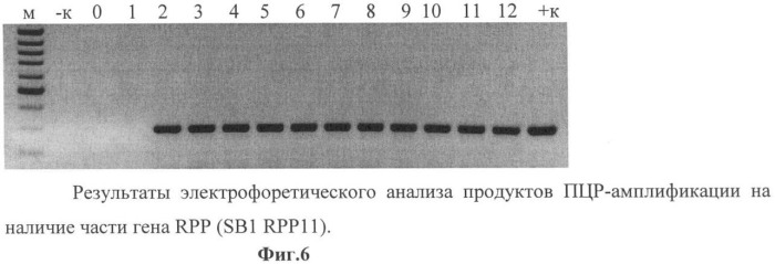 Использование гена мембранной пирофосфатазы бактерии rhodospirillum rubrum для изменения свойств растений (патент 2378379)