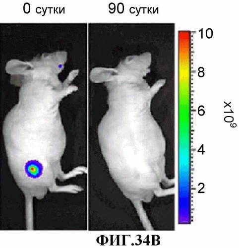 Конъюгаты rgd-(бактерио)хлорофилл для фотодинамической терапии и визуализации некротических опухолей (патент 2518296)