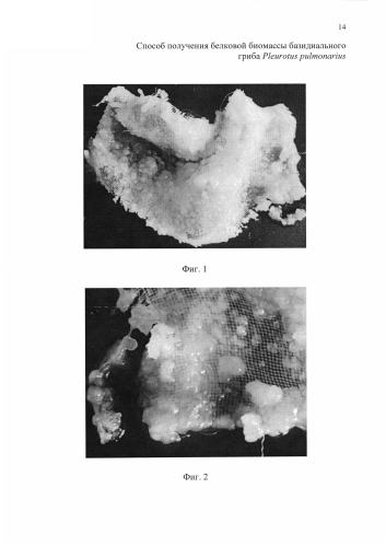 Способ получения белковой биомассы базидиального гриба pleurotus pulmonarius (патент 2588474)