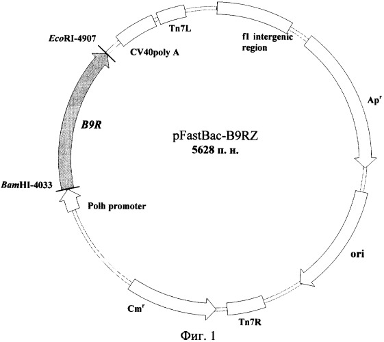 Рекомбинантная плазмидная днк pfastbac-b9rz, содержащая фрагмент генома вируса оспы обезьян, кодирующий интерферон гамма-связывающий белок, и штамм бакуловируса bvb9rz, продуцирующий растворимый интерферон гамма-связывающий белок вируса оспы обезьян (патент 2318874)