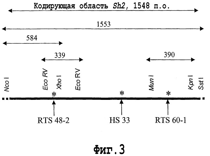 Термостабильные мутанты ферментов биосинтеза крахмала (патент 2303633)