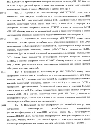 Конструкции слияния и их применение для получения антител с повышенными аффинностью связывания fc-рецептора и эффекторной функцией (патент 2407796)